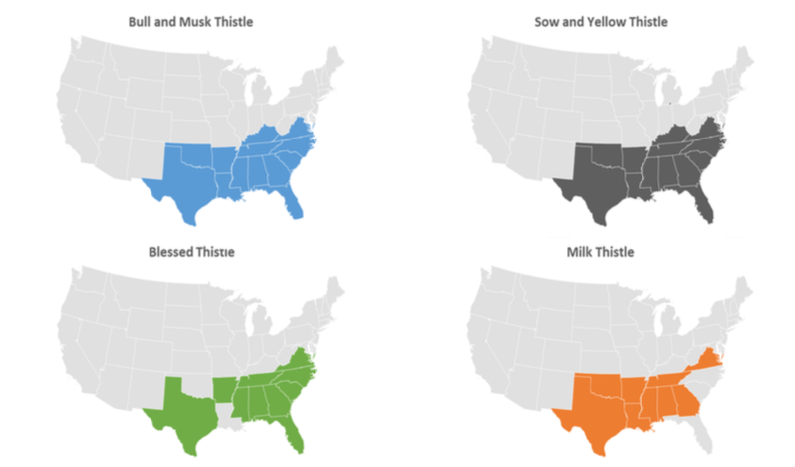 4 maps of the United States with different states shaded in to show thistle species distribution. 